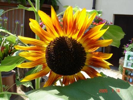 sonnenblume